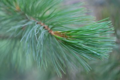 Pinus strobiformis - borovice vejmutovkovitá - jehlice
